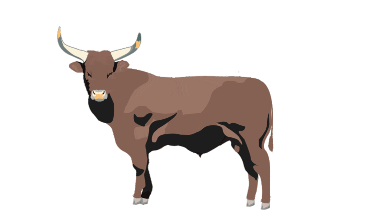 taureau-animé